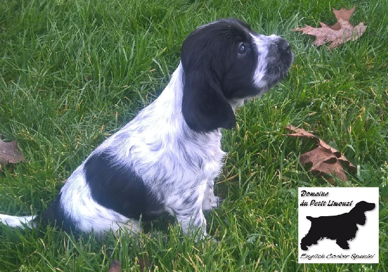 Du Domaine Du Petit Limouzi - Cocker Spaniel Anglais - Portée née le 20/11/2015