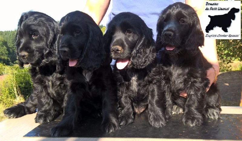 Du Domaine Du Petit Limouzi - Cocker Spaniel Anglais - Portée née le 12/06/2016
